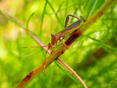 Hyalymenus longispinus