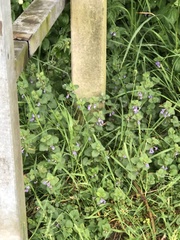 Glechoma hederacea