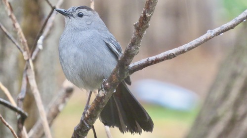 Gray Catbird photographed in Vermont
