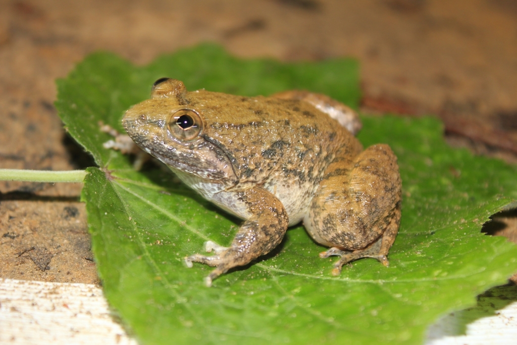 Kuhl's Creek Frog (Limnonectes kuhlii)