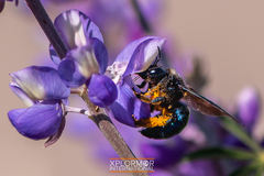 Xylocopa californica diamesa