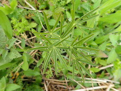 Lupinus perennis