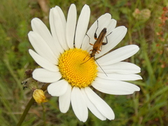 Oedemera podagrariae