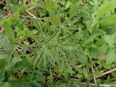 Lupinus perennis