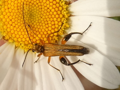 Oedemera podagrariae