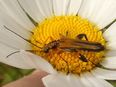 Oedemera podagrariae