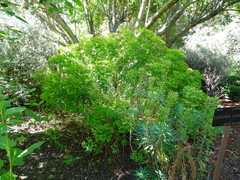 Euphorbia ceratocarpa