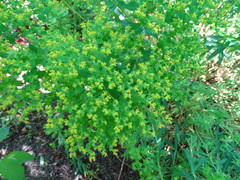 Euphorbia ceratocarpa