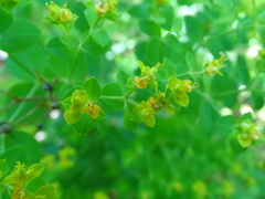 Euphorbia ceratocarpa