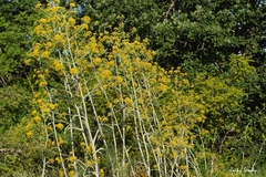 Ferula glauca