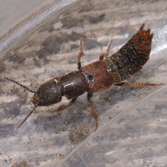 Platydracus cinnamopterus