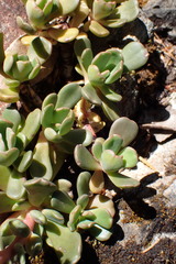 Sedum laxum