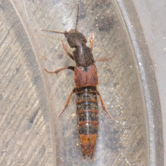Platydracus cinnamopterus