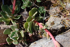 Sedum laxum