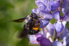 Xylocopa californica diamesa