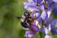 Xylocopa californica diamesa