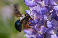 Xylocopa californica diamesa