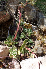 Sedum laxum