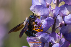 Xylocopa californica diamesa