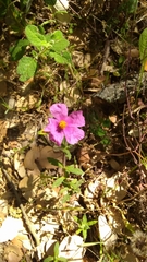 Cistus crispus