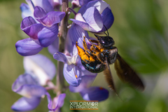 Xylocopa californica diamesa