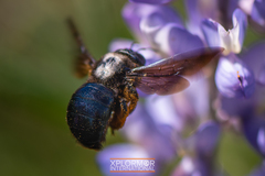 Xylocopa californica diamesa