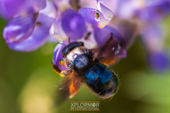 Xylocopa californica diamesa