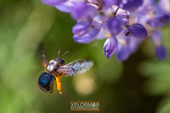 Xylocopa californica diamesa