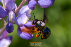 Xylocopa californica diamesa