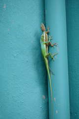 Anolis allisoni