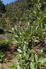 Garrya buxifolia
