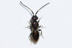 Megaspilidae