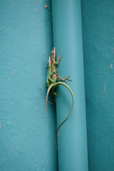 Anolis allisoni