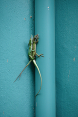 Anolis allisoni