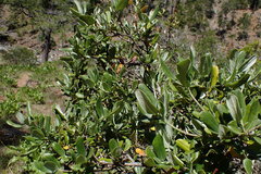 Garrya buxifolia