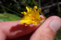 Microseris nutans