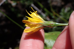 Microseris nutans