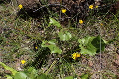 Microseris nutans