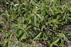 Frangula californica occidentalis