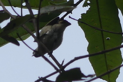 Dicaeum erythrorhynchos