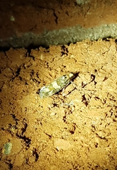 Eucopina tocullionana