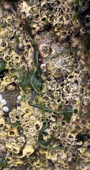 Eulalia clavigera