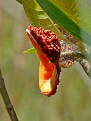 Tabernaemontana solanifolia