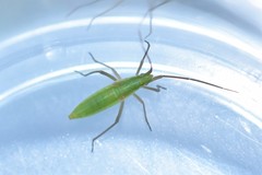 Megaloceroea recticornis