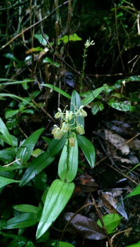 Liparis stenophylla image