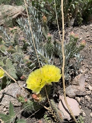Opuntia
