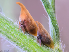 Enchenopa squamigera