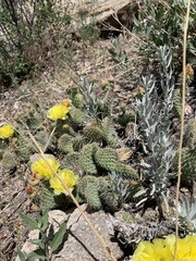 Opuntia