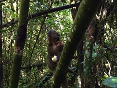 Prolemur simus