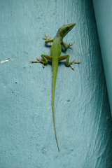 Anolis allisoni